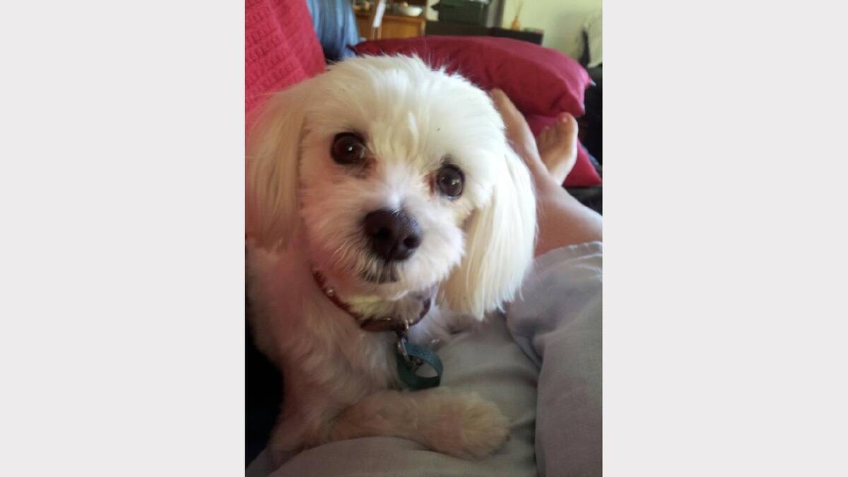Kay Cantwell’s Maltese dog Oscar died after being poisoned. 