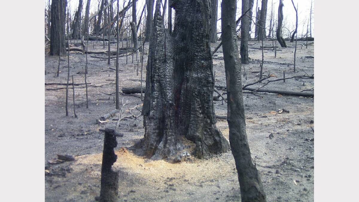 2003 - Trees burnt out by the fires. Picture: CHRISTINE WATSON
