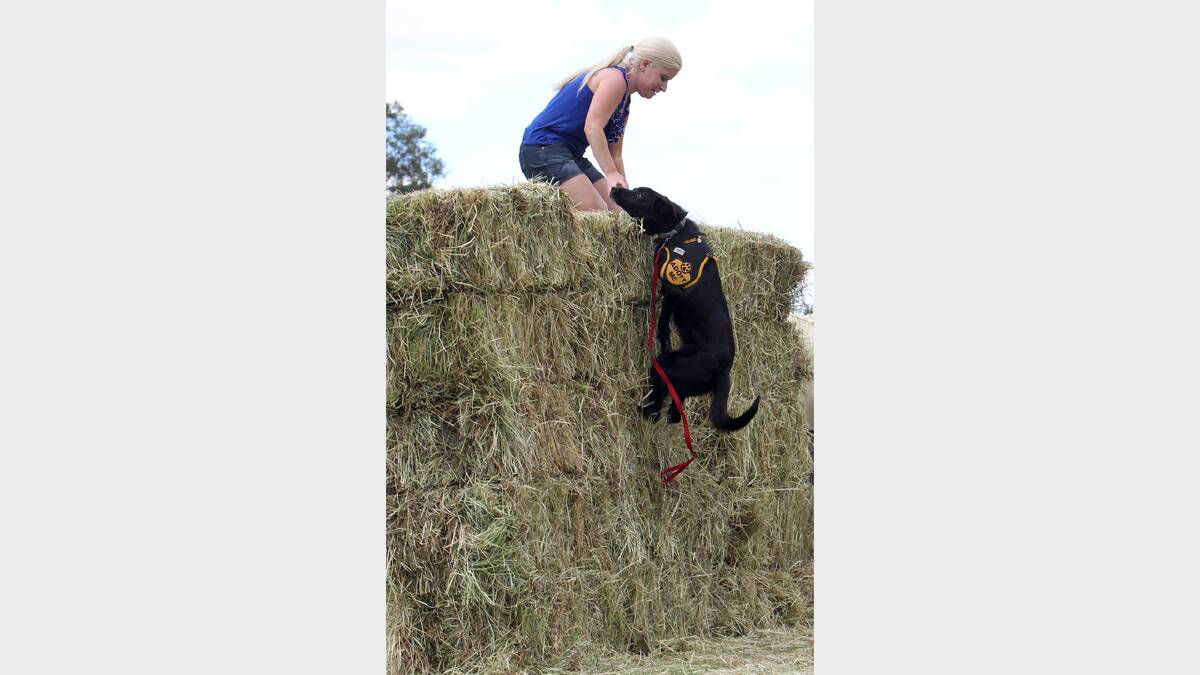 Baranduda's Dominique Richards with an Albury Wodonga Animal Rescue adoption dog 'Astro', who almost jumped over 5 bales of hay.