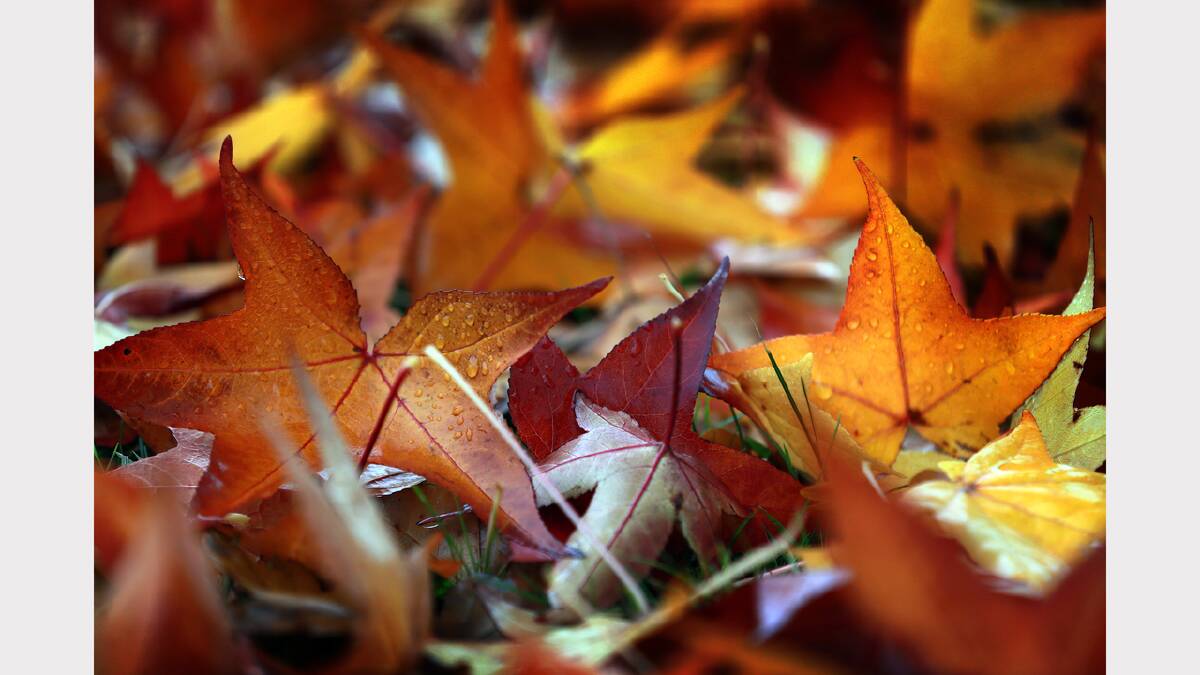 Autumn leaves. Picture: JOHN RUSSELL