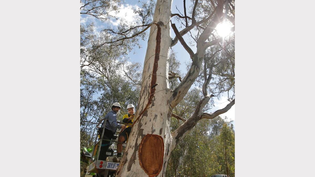 Brendon Kennedy and Curtis Reid work the piece of bark off the tree.