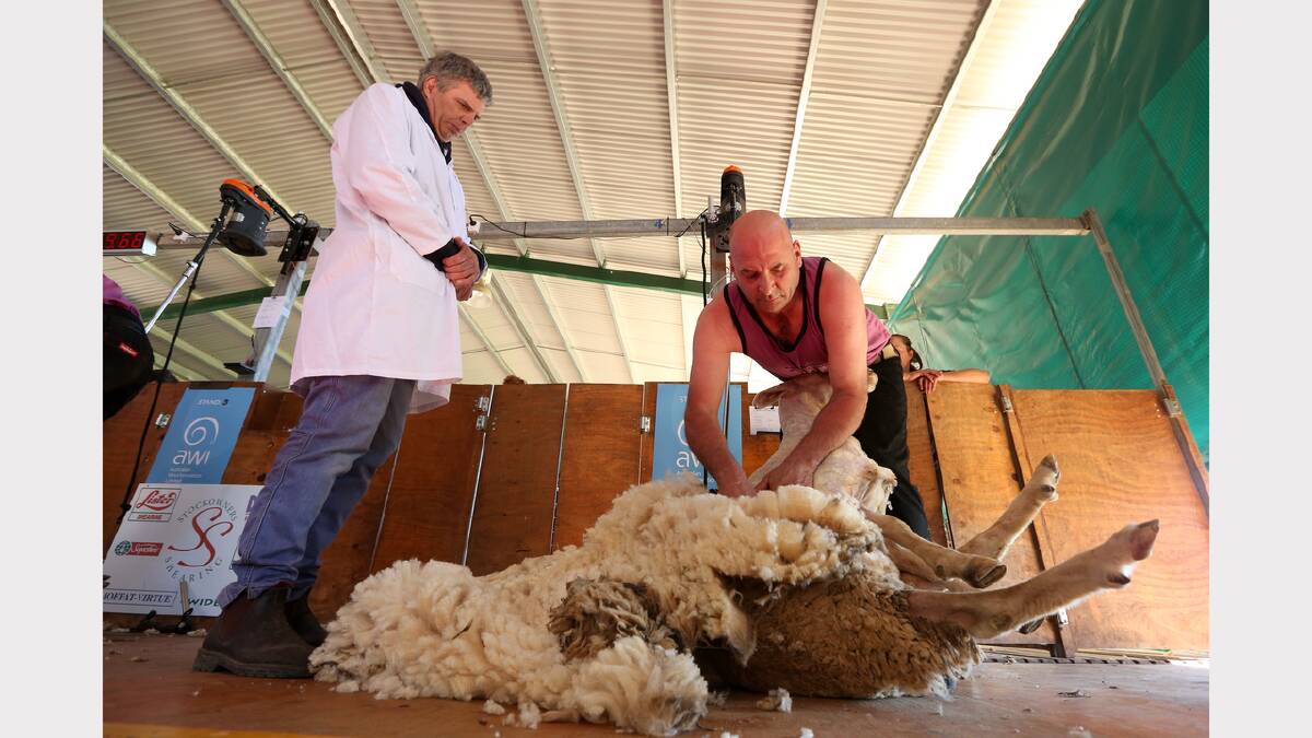 Shearer Mark Anstee, of Thurgoona, competes under the watchful eyes of judges during the shearing championships.