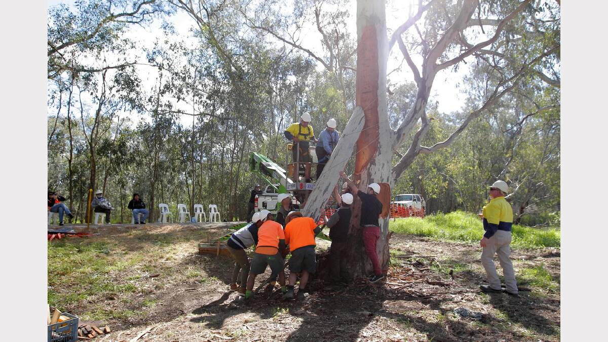 Brendon Kennedy and Curtis Reid work the piece of bark off the tree and guide it to the waiting hands below.