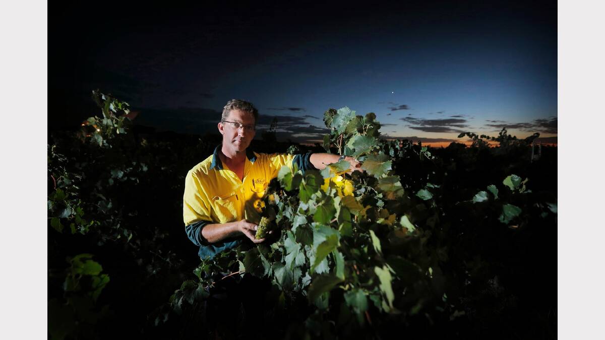 All Saints vineyard manager Paul Heard in the vines with the grapes during harvesting. Picture: TARA GOONAN