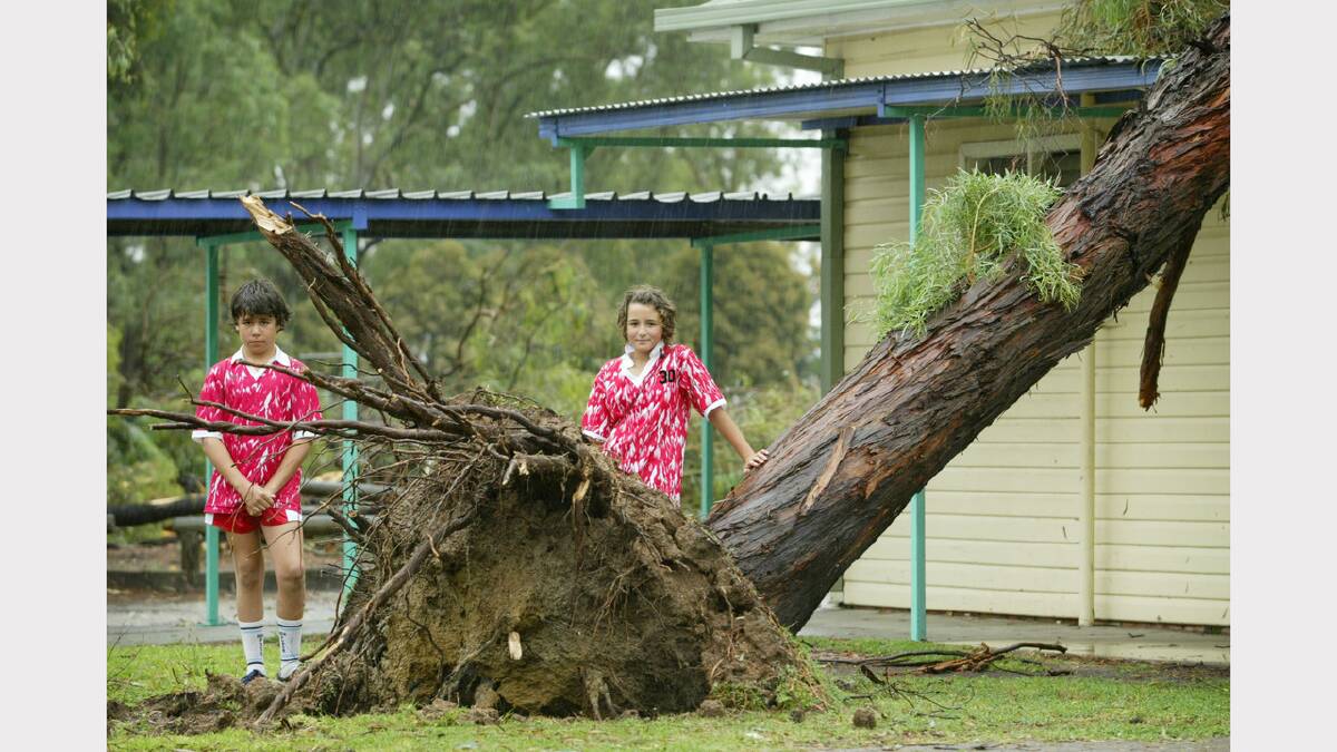 These Albury North Public School students were just metres from this tree when it fell. Dec, 2009