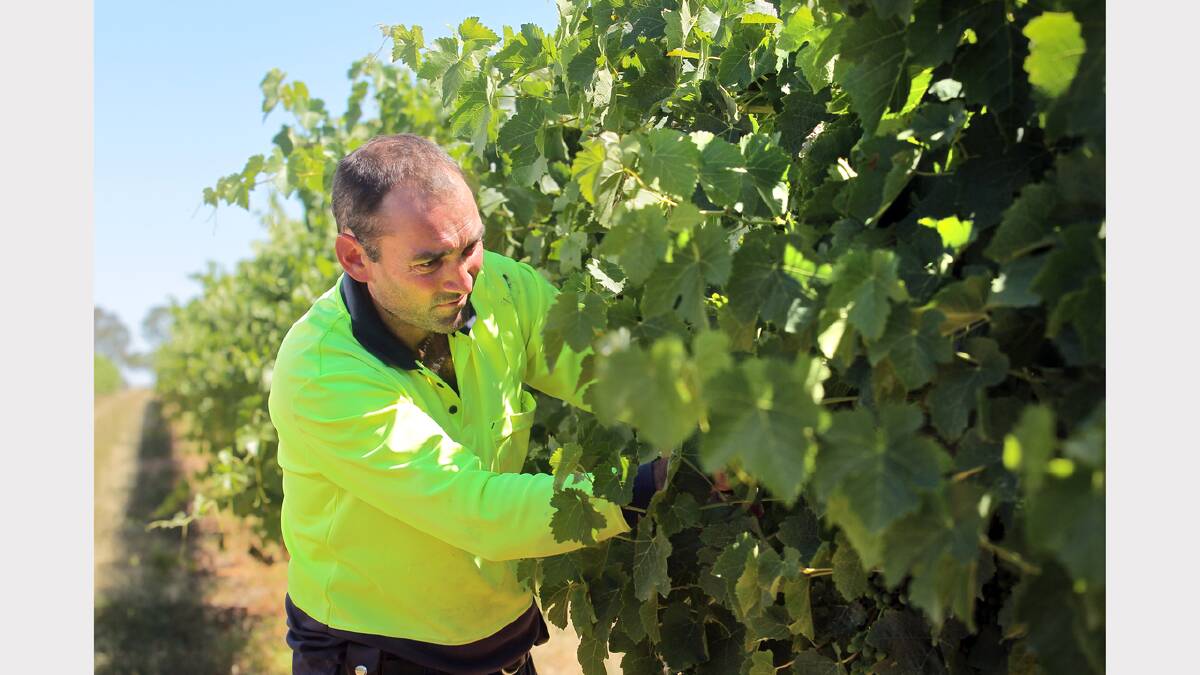 Cofield Wines’ Andrew Cofield inspects what looks like a high quality grape harvest.