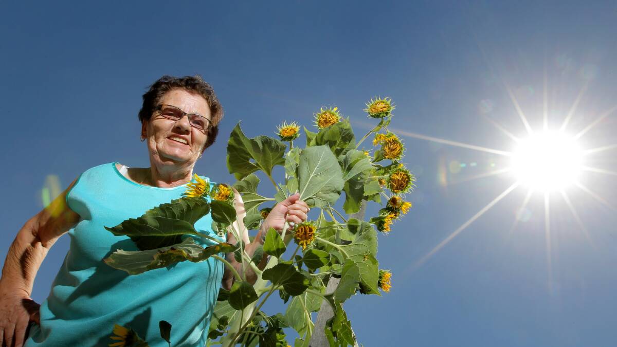 Albury resident Helen Moskovic is proud of her sunflower, which has 23 blooms. Picture: DAVID THORPE