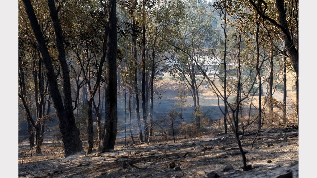 Bushland burnt in the blaze. 