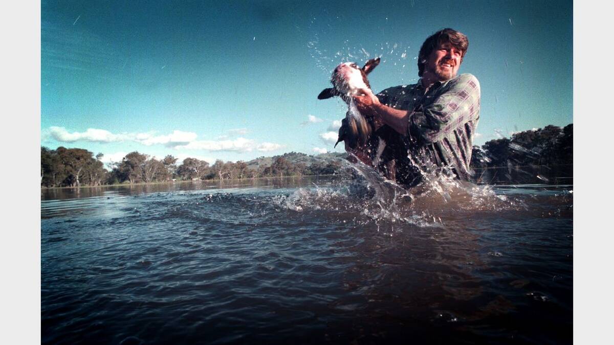 1996 - A farmer rescues his calf during the Murray River floods in Albury