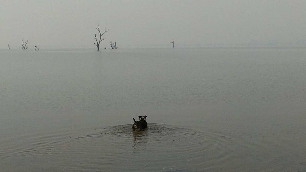 Eric Thompson took this photo of his dog swimming in Lake Hume in the smokey weather last night. 