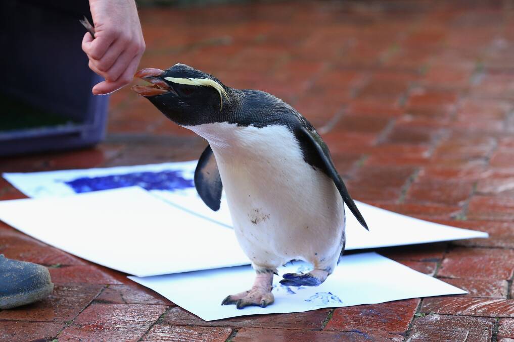 'Mr Munro' a Fiordland penguin walks leaving his paint prints on a canvas at Taronga Zoo in Sydney, Australia. Photo by Cameron Spencer/Getty Images