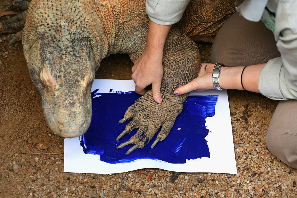 'Tuka' the komodo dragon leaves a paint print on a canvas at Taronga Zoo in Sydney, Australia. Photo by Cameron Spencer/Getty Images