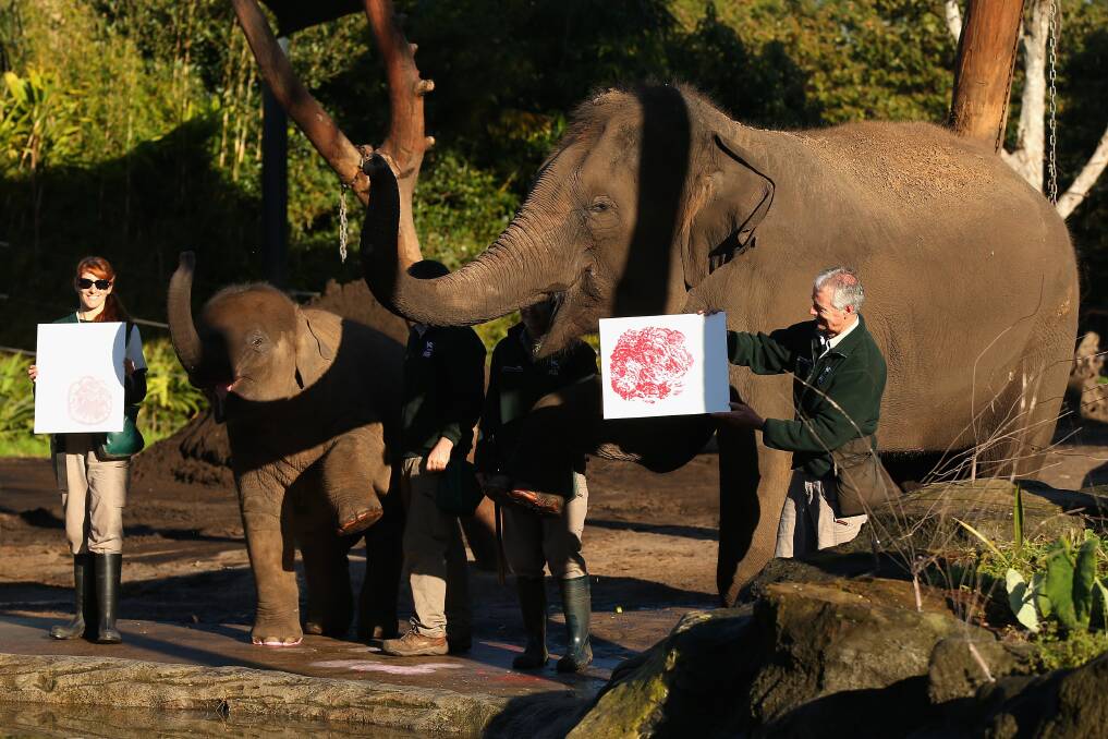 'Tukta' and 'Pak Boon', female elephants stand with elephant handlers and their paint prints on canvases at Taronga Zoo in Sydney, Australia. Photo by Cameron Spencer/Getty Images