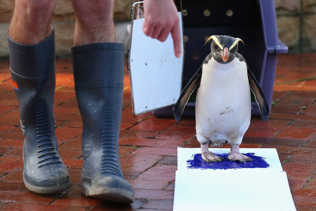 'Mr Munro' a Fiordland penguin paints his prints on a canvas at Taronga Zoo in Sydney, Australia. Photo by Cameron Spencer/Getty Images