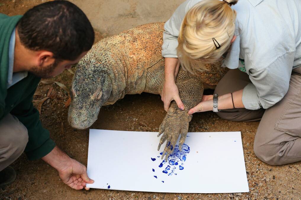 'Tuka' the komodo dragon leaves a paint print on a canvas at Taronga Zoo in Sydney, Australia. Photo by Cameron Spencer/Getty Images