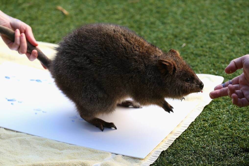 A Quokka leaves paint prints on a canvas at Taronga Zoo in Sydney, Australia. Photo by Cameron Spencer/Getty Images