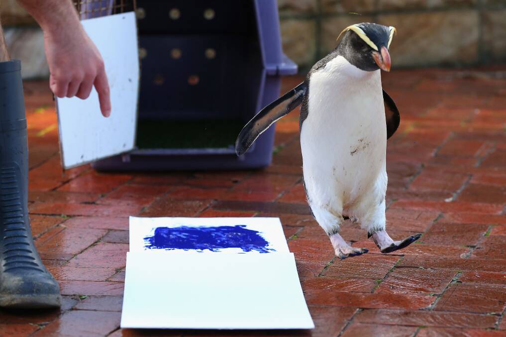 'Mr Munro' a Fiordland penguin jumps to the side leaving his paint prints on tiles next to a canvas at Taronga Zoo in Sydney, Australia. Photo by Cameron Spencer/Getty Images