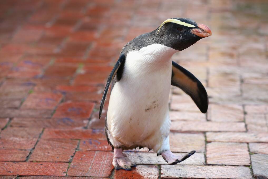 'Mr Munro' a Fiordland penguin walks leaving his paint prints on tiles at Taronga Zoo in Sydney, Australia. Photo by Cameron Spencer/Getty Images