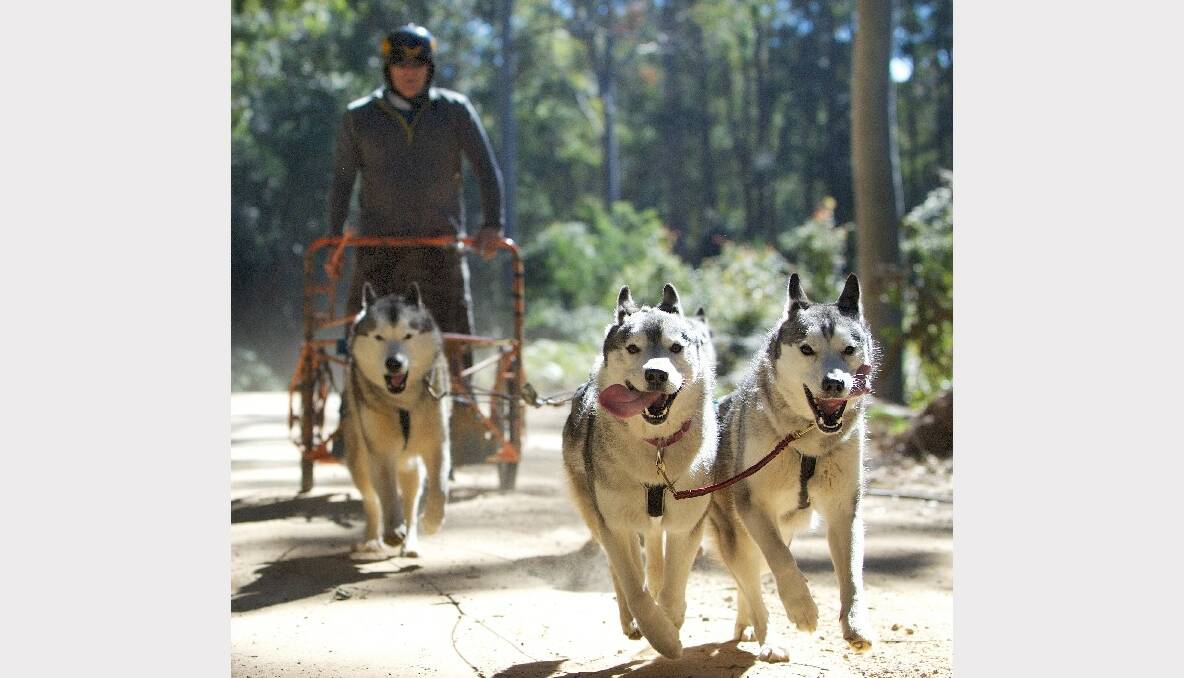 Peter Rose trains with his racing Siberian Huskies at Watagan State Forest near Morriset, NSW. Photo: Wolter Peeters 