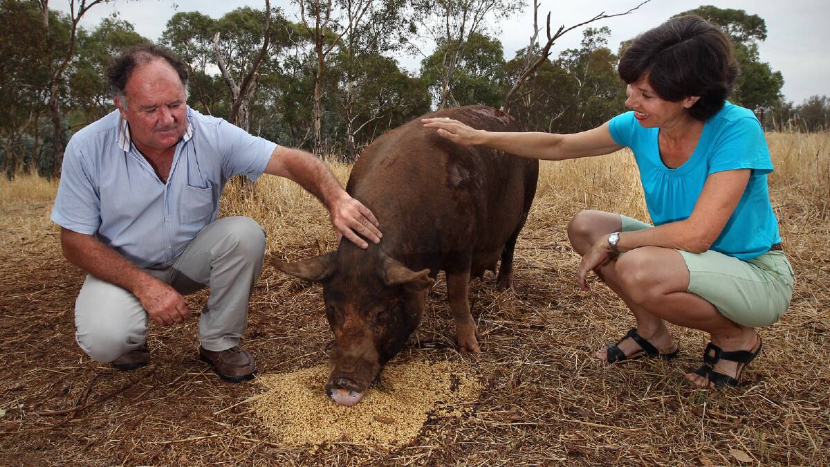 Rob Fenton and Lizette Salmon with one of the pigs that is struggling with the heat. Picture: Ben Eyles 
