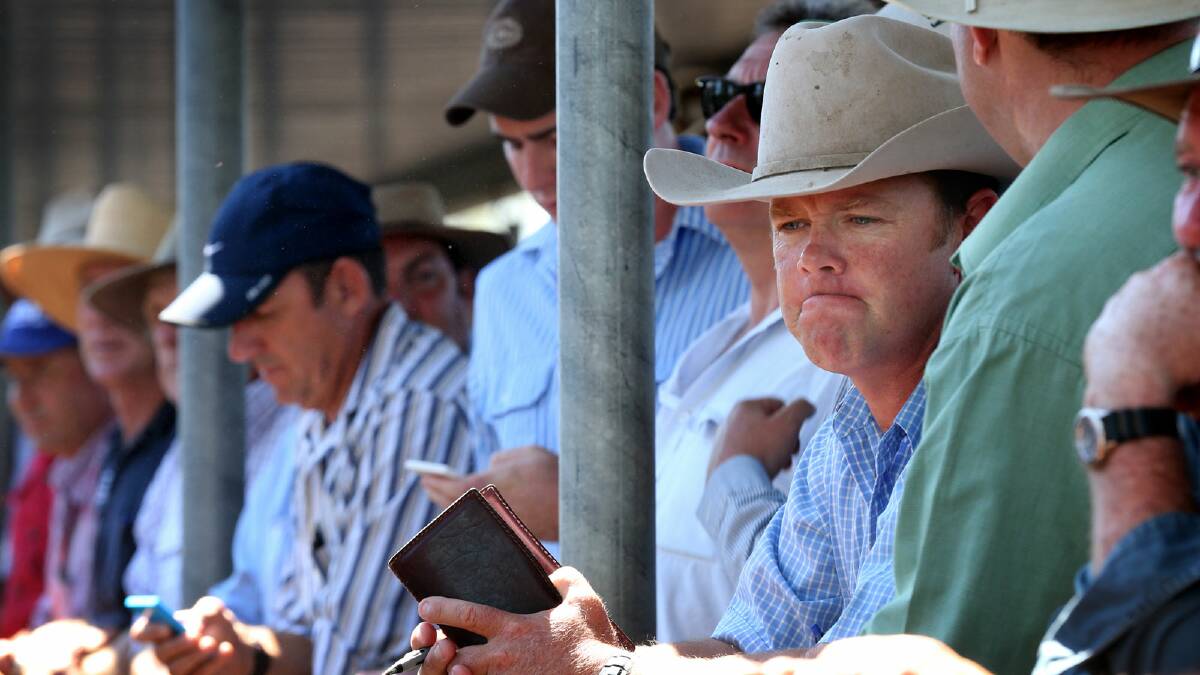 Wagga contract buyer Andrew Lowe bought 300 head for feedlots and some heavier backgrounders.