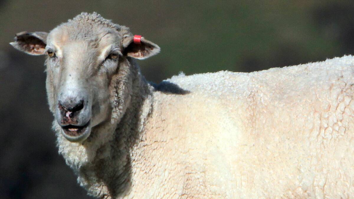 Abattoir breakout: Sheep for freedom