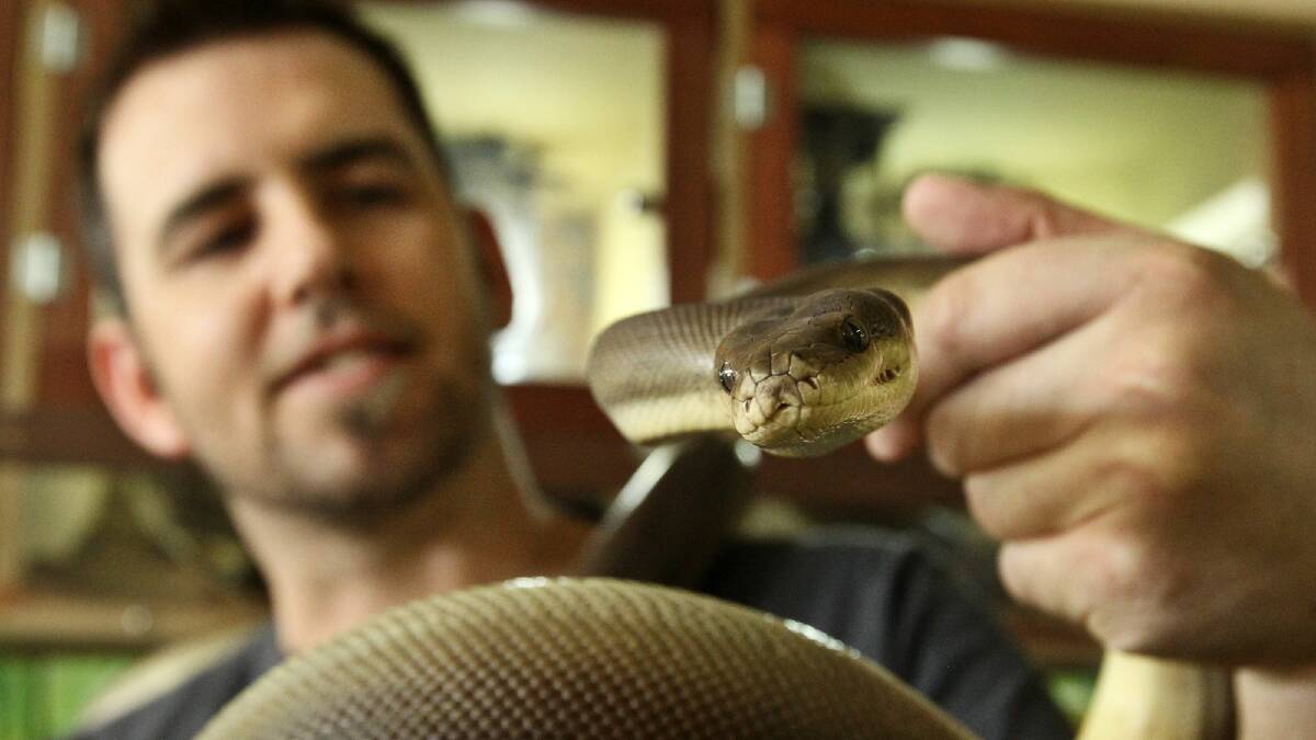 Dave Castley holds a more mellow olive python after getting bitten by a cranky carpet python. Pictures: BEN EYLES