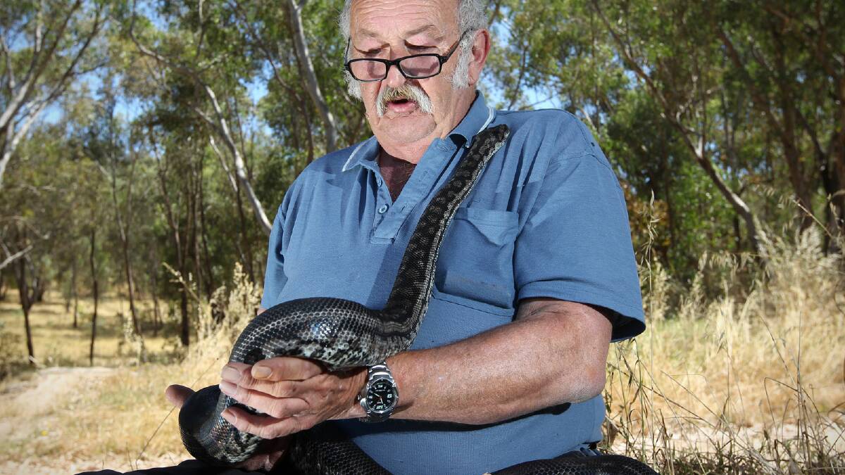 Snake catcher Peter Doherty says leaving snakes alone is the most important thing. Picture: BEN EYLES 
