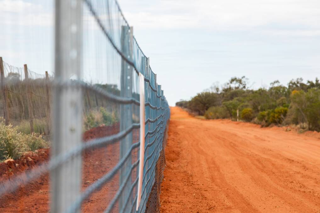 Government launches $17m tender for wild dog fence