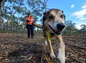 For first time, the search would also include specialist human remains dog, Boof. Picture: DARREN HOWE 