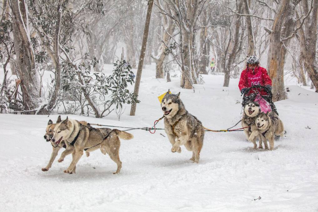 SNOW WAY! Dinner Plain welcomes back the sled dog race this winter and has plenty of other activity on offer. Photo: Karl Gray Media