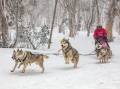SNOW WAY! Dinner Plain welcomes back the sled dog race this winter and has plenty of other activity on offer. Photo: Karl Gray Media