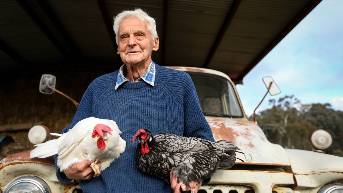 STEPPING BACK: Master chicken breeder Frank Tynan has decided to auction off a majority of his prized chooks. Pictures: JAMES WILTSHIRE