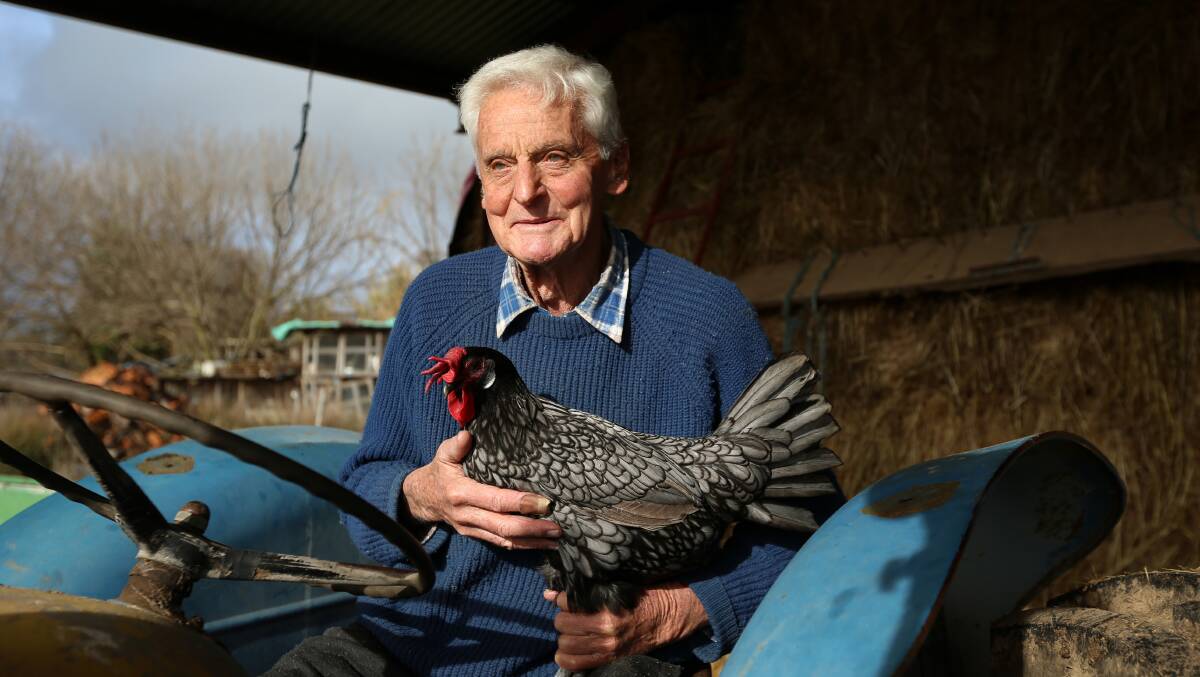 PLAYING CHICKEN: Frank Tynan with one of his pirzed chooks at his home in Table Top.