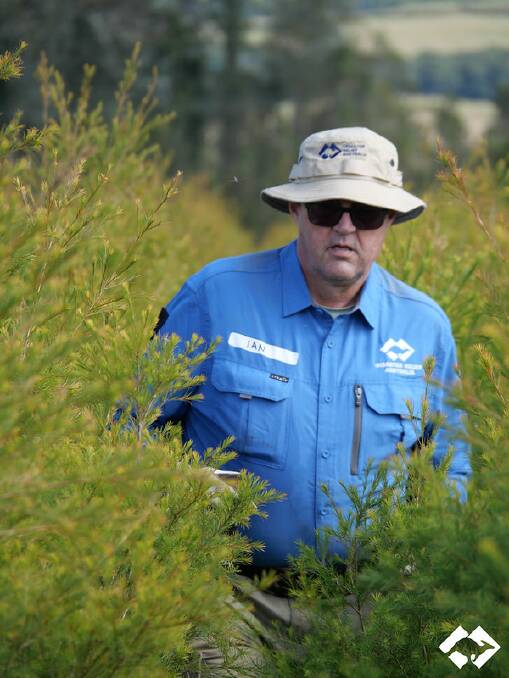 AT WORK: Ian Hall in the tea tree crop. Picture: DISASTER RELIEF AUSTRALA