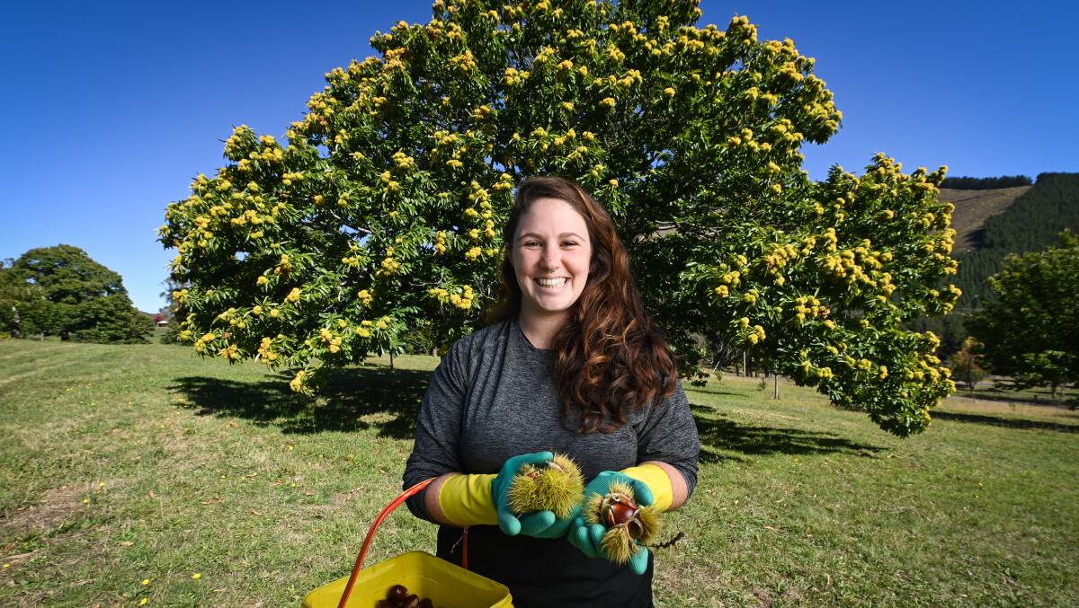 ONE YEAR ON: Israeli backpacker Ofer Shamir arrived in Australia in January 2020 and works as a chestnut picker in Bright. Picture: MARK JESSER.