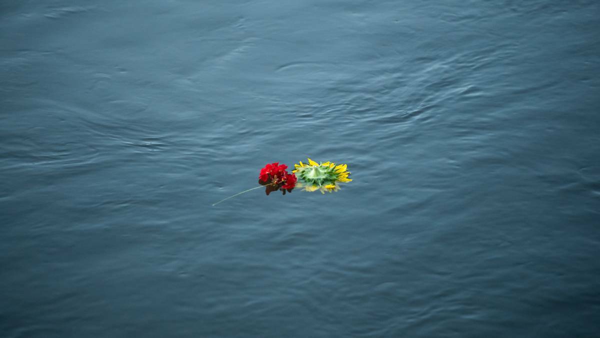 GRIEF: A flower thrown into the Murray River at the vigil held for Julius Lunanga. Picture: MARK JESSER