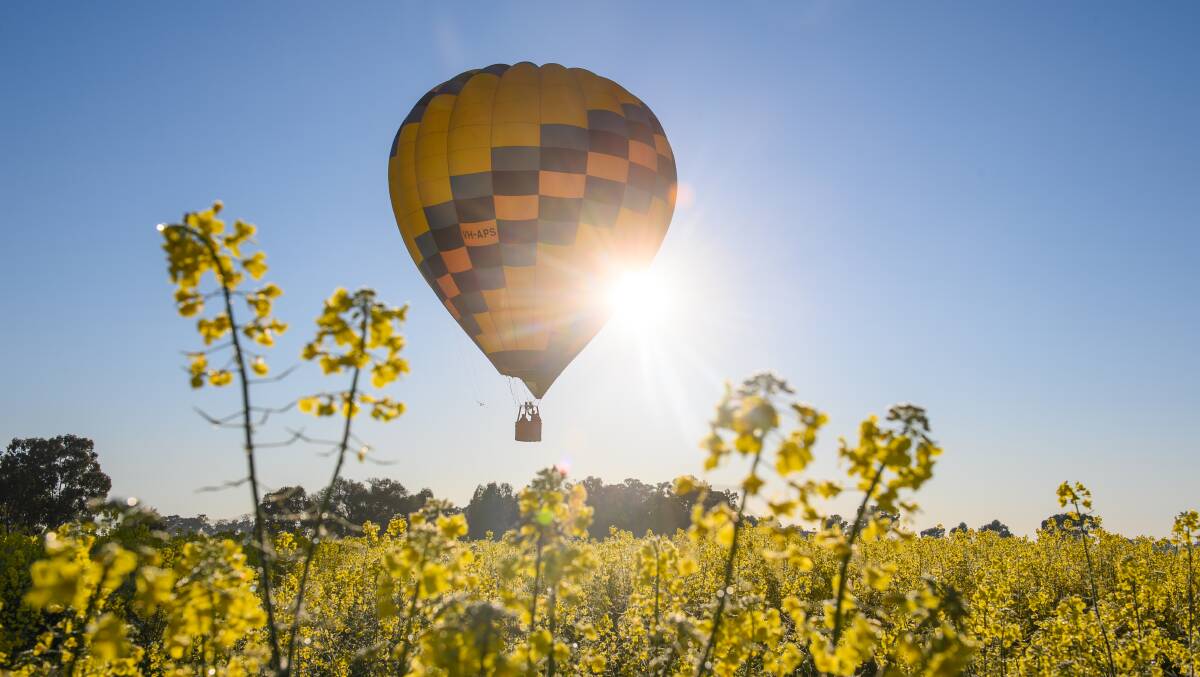 YELLOW FIELDS: Goldrush Ballooning has started doing canola flights this spring. Picture: MARK JESSER