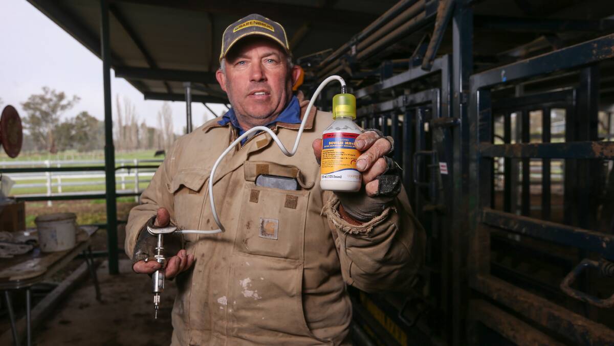 KEEPING CATTLE SAFE: Bungowannah beef farmer Andrew Watson with the Bovilis MH+IBR vaccine. Picture: TARA TREWHELLA