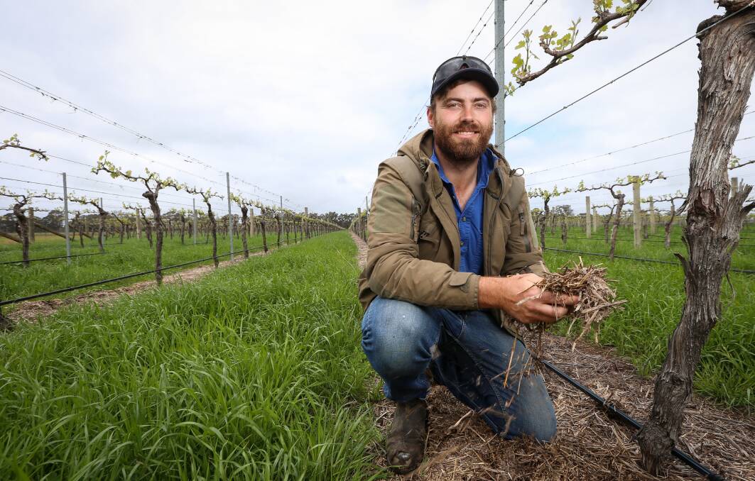 LAKE MOODEMERE ESTATE: Vineyard and farm manager Joel Chambers holding straw from the base of the vine, which helps make production more sustainable. The Estate is the first vineyard in the North East to get a Sustainable Winegrowing Australia certification. Picture: JAMES WILTSHIRE