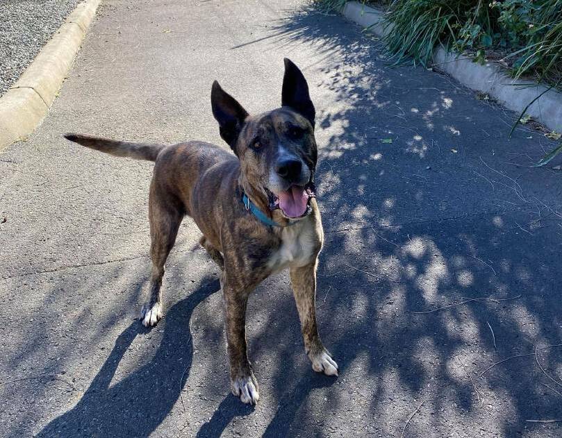 GOOD BOY: Forgotten pooch Duke was trying to find owners for six weeks while he was at the Port Macquarie Animal Rescue. Picture: SUPPLIED