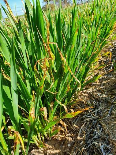DISEASED: Barley infected with Net Form Net Blotch, with fungicide resistance to SDHIs. Picture: SUPPLIED