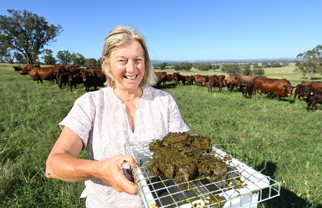 FRESH DUNG: Gerogery farmer Jill Coghlan is holding a dung beetle trap, which she uses to monitor the abundance of the species on her property for the Beetles with Benefits research project. Pictures: MARK JESSER