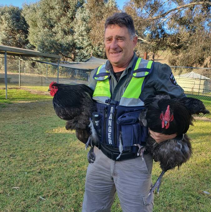 Wodonga Council ranger Len with the two roosters