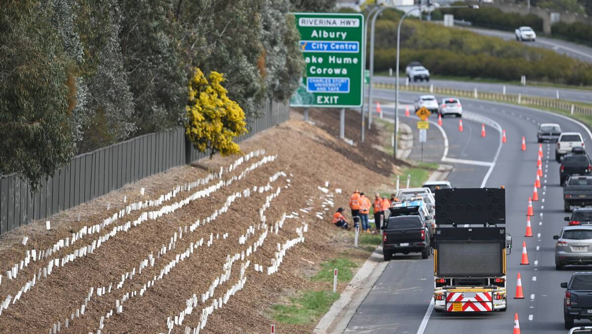 JUST PLANTED: The tree have been planted on the roadside of the Hume Highway between North Street and Borella Road. Picture: MARK JESSER