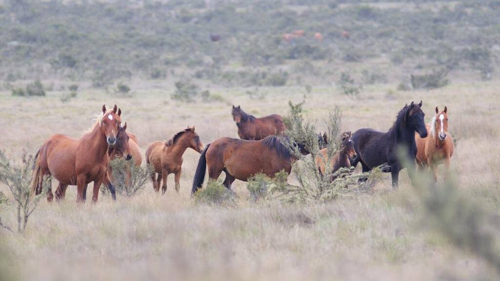 BALANCING ACT: Environment Minister Matt Kean says the draft management plan for wild horses in the Kosciuszko National Park protects both the horses and the environment.