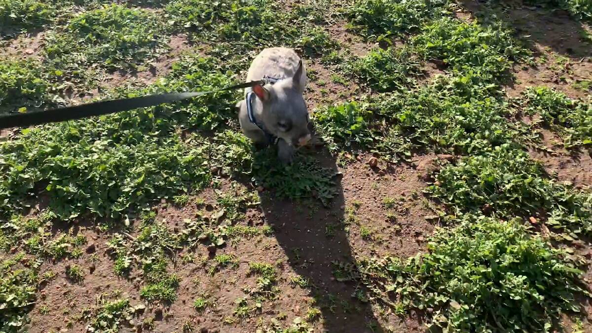 Mrs Haywood posted a video of Woodrow on a leash to social media on Sunday, where comparisons were immediately drawn to a puppy or a little French Bulldog. Source: Kym Haywood, Pumpkin's Patch Kangaroo Sanctuary