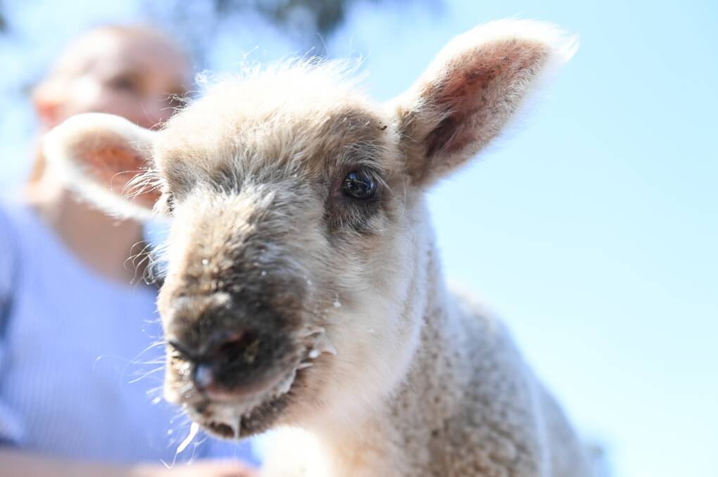 A Geep (a goal cross sheep) named Gilbert was rescued by the zoo. Picture by Mark Jesser.