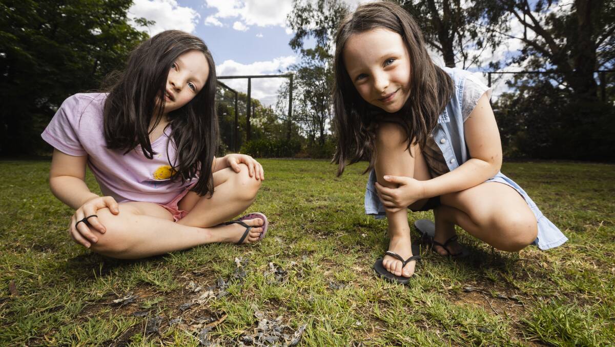Twin sisters Scarlett and Georgia Telford, 7, look over dead frogs in their back yard which have withered in the hot sun after invading their property after heavy spring rains. And when they're not outside, they get inside the house. Picture by Ash Smith