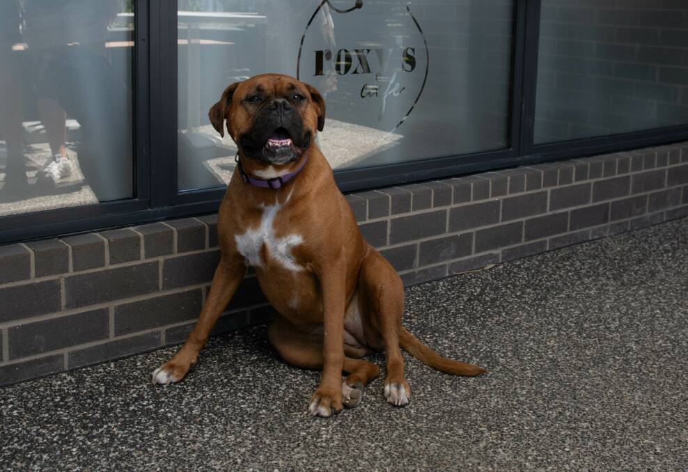 Coffee and food will be available to buy, as well a plenty of cuddles available with mascot dog Roxy the boxer.